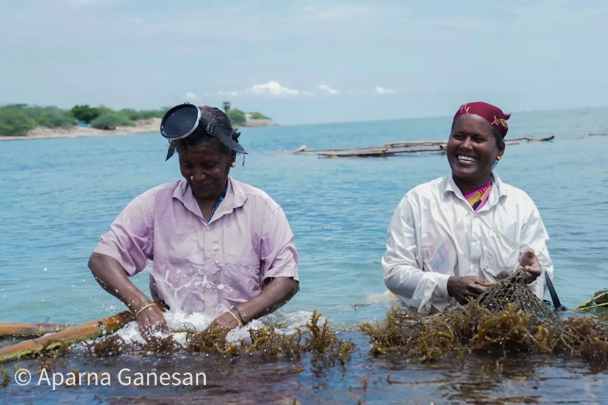 Seaweed harvesting in southern India