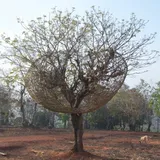 Untitled (Srinivas Prasad, Bengaluru, India)