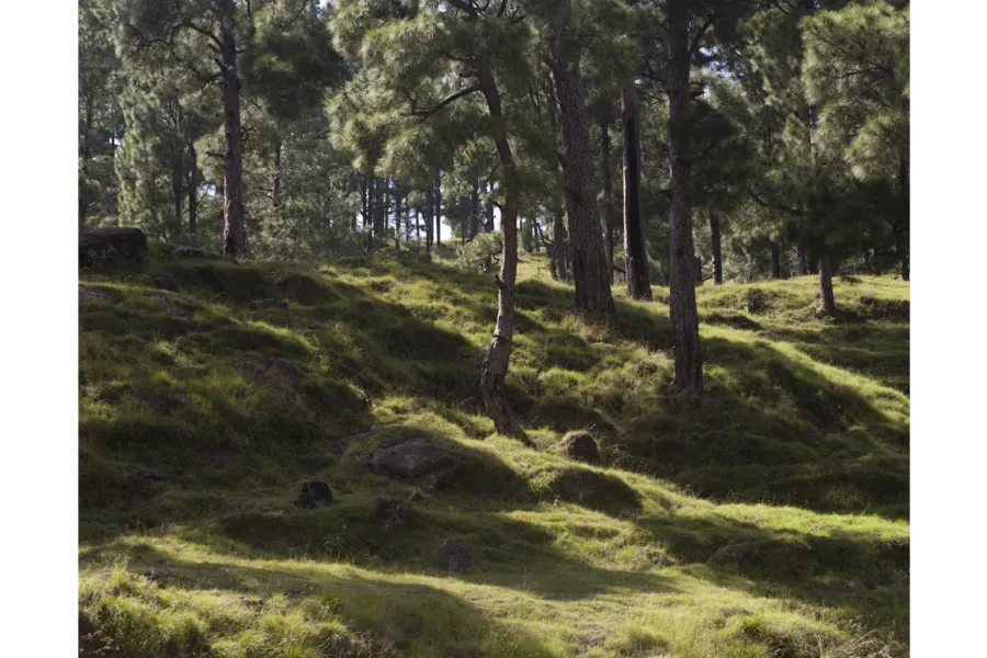 Forest in Suwana (Mahtab Hussain)