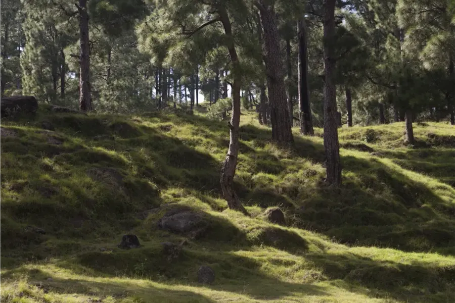 Forest in Suwana (Mahtab Hussain)