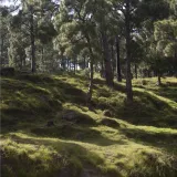 Forest in Suwana (Mahtab Hussain)